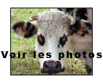 voir les photos